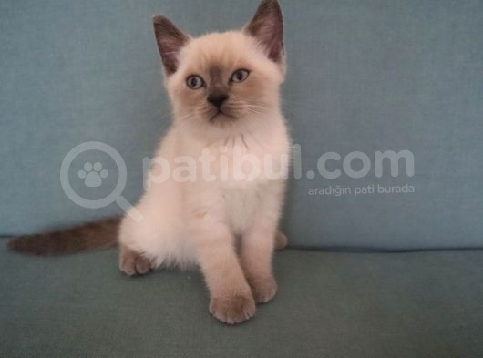 Efsane Bri̇ti̇sh Shorthai̇r
