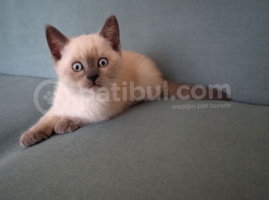 Efsane Bri̇ti̇sh Shorthai̇r görsel
