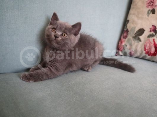 Efsane Bri̇ti̇sh Shorthai̇r görsel