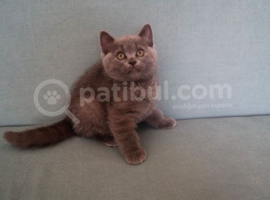 Efsane Bri̇ti̇sh Shorthai̇r görsel