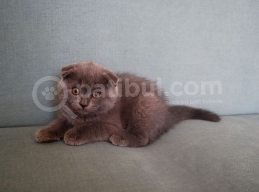 Efsane Scotti̇sh Fold Yavrularimiz görsel