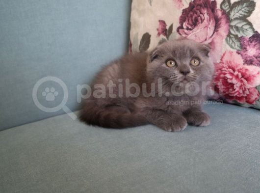Efsane Scotti̇sh Fold Yavrularimiz görsel