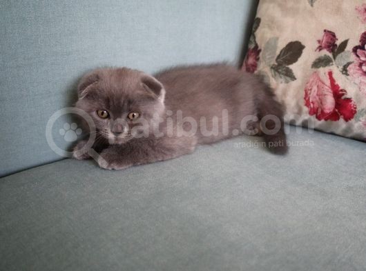 Efsane Scotti̇sh Fold Yavrularimiz görsel