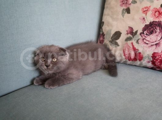 Efsane Scotti̇sh Fold Yavrularimiz görsel
