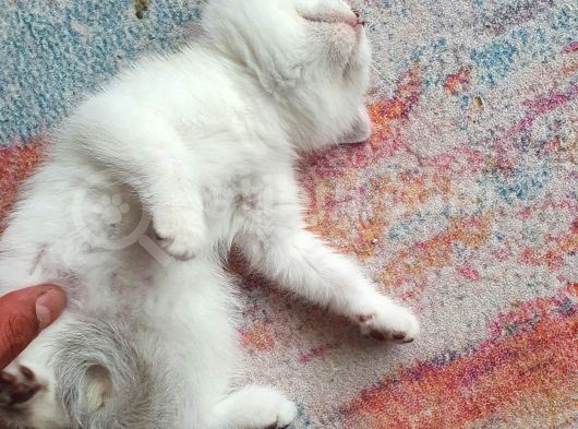 Aqua Silver British Shorthair İstanbul görsel