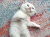 Aqua Silver British Shorthair İstanbul