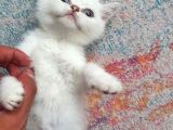 Aqua Silver British Shorthair İstanbul