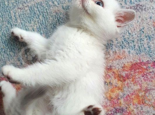 Aqua Silver British Shorthair İstanbul görsel