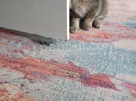 Golden Scottish Fold görsel