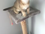 Golden Scottish Fold
