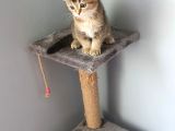Golden Scottish Fold