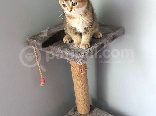 Golden Scottish Fold görsel