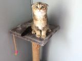 Golden Scottish Fold
