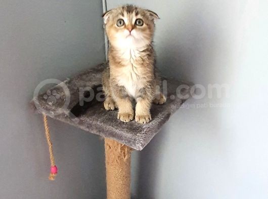 Golden Scottish Fold görsel