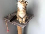 Golden Scottish Fold
