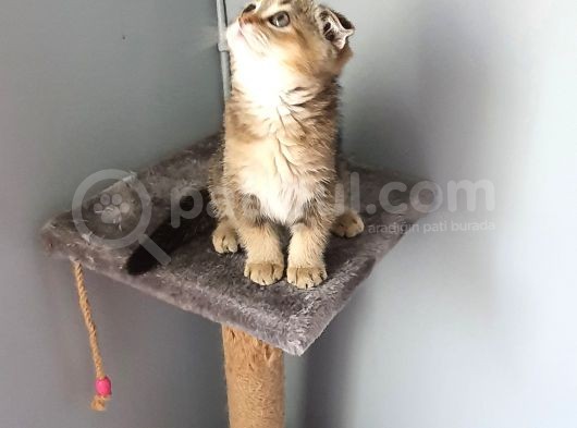 Golden Scottish Fold görsel