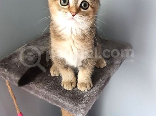 Golden Scottish Fold görsel