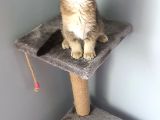 Golden Scottish Fold