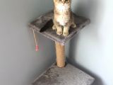 Golden Scottish Fold