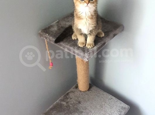 Golden Scottish Fold