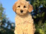 Irk ve Saglik Garantili Maltipoo Yavrularimiz
