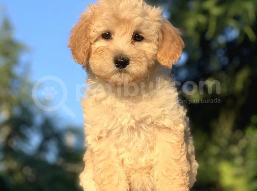 Irk Ve Saglik Garantili Maltipoo Yavrularimiz
