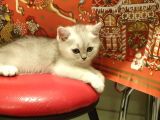 60 Günlük Silver Dişi Ve Erkek Yavru