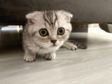 Silver Scottish Fold Yavrum Yeni Yuvasını Bekliyor