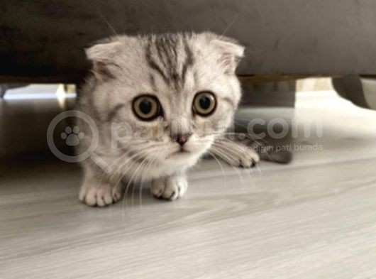 Silver Scottish Fold Yavrum Yeni Yuvasını Bekliyor görsel