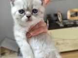 Çikolata Point Lynx Point Brtish Longhair
