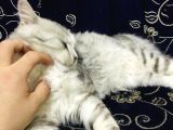 Oyuncu Uslu Kedi