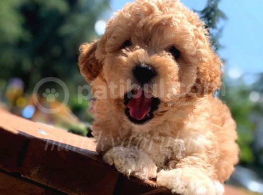 Irkının En İyisi Safkan Toy Poodle Yavrumuz görsel