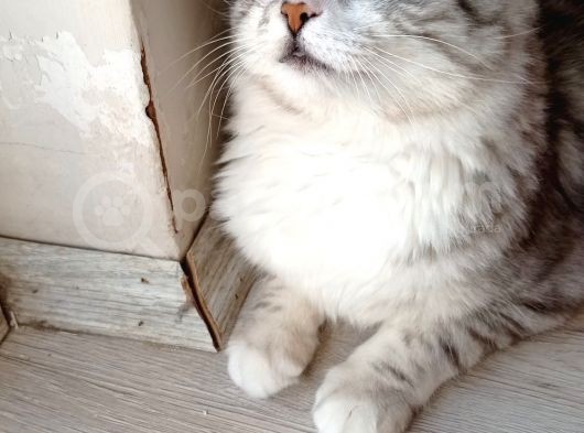 Oyuncu Uslu Kedi görsel