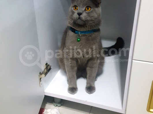 British Shorthair 1 Yaşında görsel