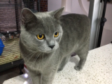 British Shorthair 1 Yaşında