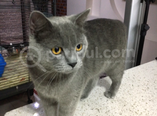 British Shorthair 1 Yaşında