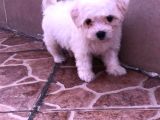 Maltipoo Yavruları