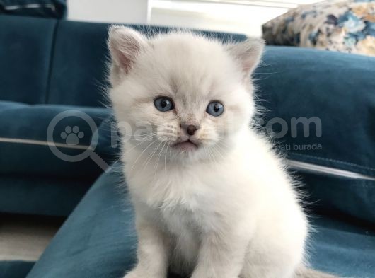 Güzel Oğluma Aile Arıyoruz görsel