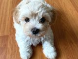 2.5 Aylık Dişi Maltipoo Yavrumuz