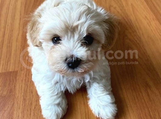 2.5 Aylık Dişi Maltipoo Yavrumuz