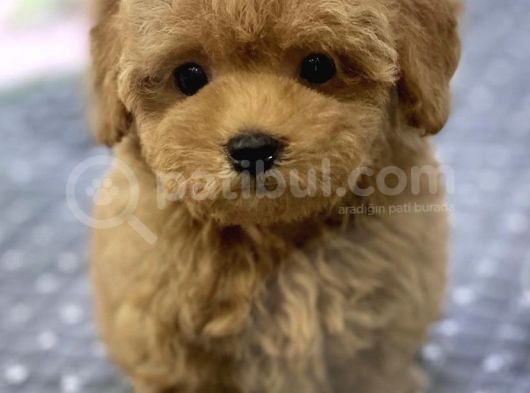 Safkan A Kalite Toy Poodle Yavrularimiz görsel