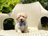 Tatlı Maltipoo Yavrularımız