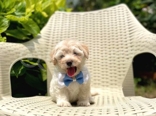 Tatlı Maltipoo Yavrularımız