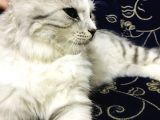 Oyuncu Uslu Kedi