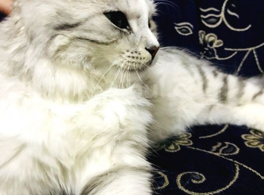 Oyuncu Uslu Kedi görsel