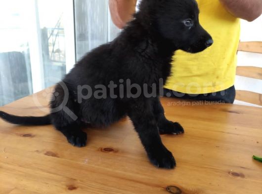 Safkan Solid Black Alman Kurdu görsel