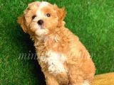 Safkan Kendi Uretimimiz Maltipoo Yavrular