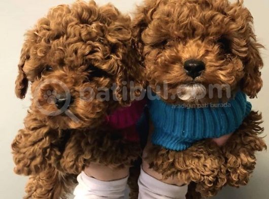 Safkan Irk Garantili Toy Poodle Yavrularimiz