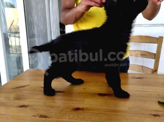 Safkan Solid Black Alman Kurdu görsel