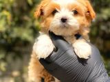 Kendi Üretimimiz Sağlık Garantili Maltipoo Yavrular